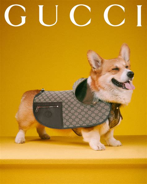 gucci cat collection|gucci collection with brand.